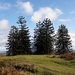  My Favourite monkey Puzzle Trees by susiemc