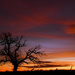 Tree and Multi-colored Kansas Sky by kareenking