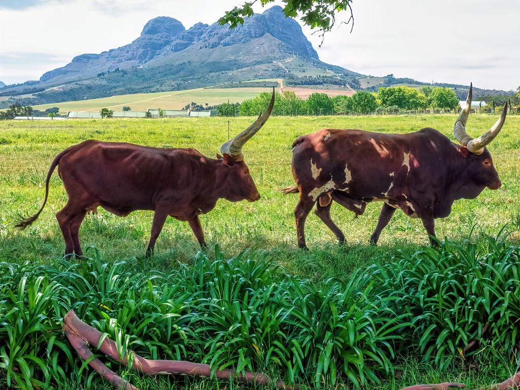 Ankole cow following her bull by ludwigsdiana