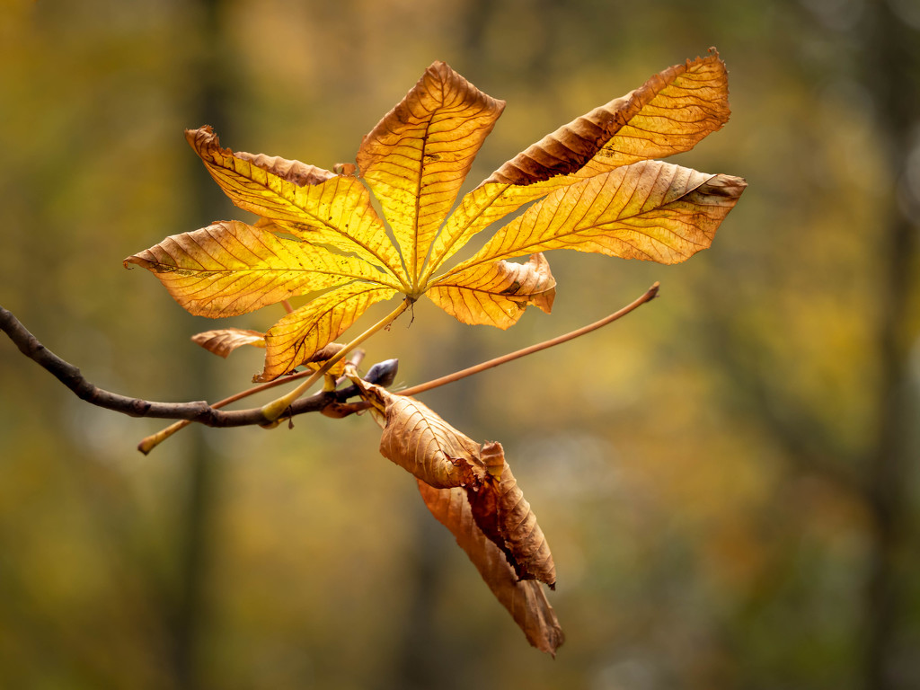 Autumn chestnut leaf by haskar