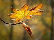 9th Nov 2019 - Autumn chestnut leaf