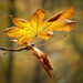 Autumn chestnut leaf by haskar