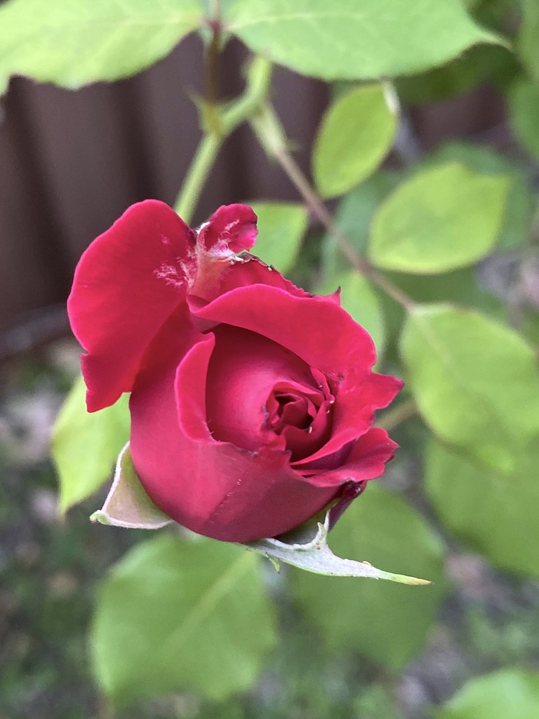 Rose  by kjarn