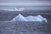 10th Nov 2019 - Icebergs ahead!!