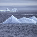 Icebergs ahead!! by pamknowler