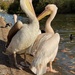 Just love Pelicans by bizziebeeme