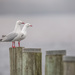 seagull pair by ulla