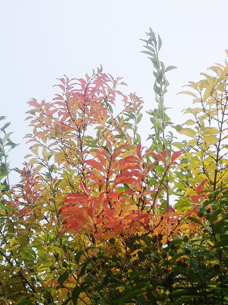 Autumn Leaves by plainjaneandnononsense