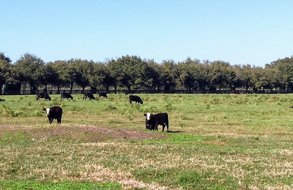 Florida Cows by wilkinscd