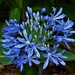 First Agapanthus This Season ~    by happysnaps