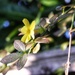 Winter Flowering Jasmine by mattjcuk