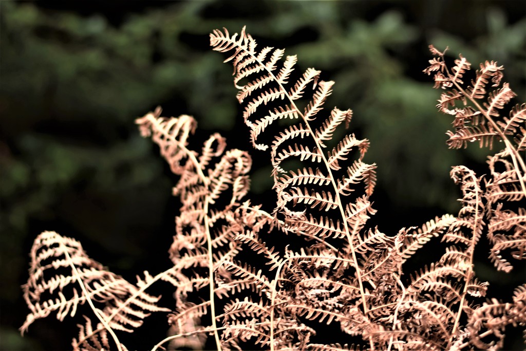 bracken by christophercox