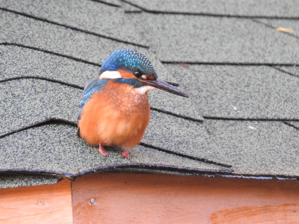 Kingfisher on the Summer House  by susiemc