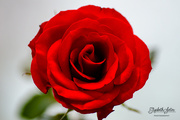 10th Nov 2019 - Red rose for Father's Day 