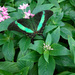 Emerald Swallowtail by larrysphotos