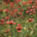 Somerset Poppies by inthecloud5