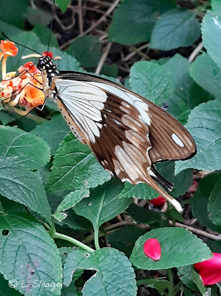 Flying Handkerchief or Mocker Swallowtail by larrysphotos