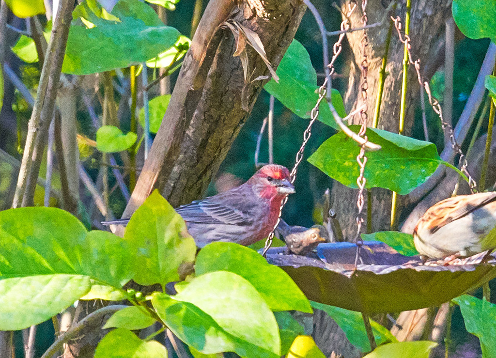 I Think it's a House Finch... by gardencat