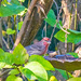 I Think it's a House Finch... by gardencat