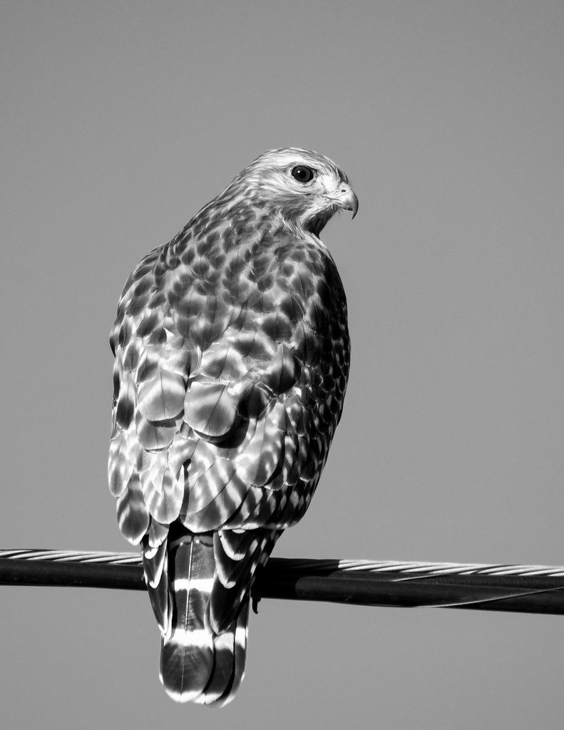 Cooper's Hawk in Black and White by kareenking