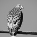 Cooper's Hawk in Black and White by kareenking