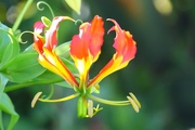 11th Nov 2019 - Flame Lily in remembrance