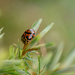 lady beetle by ulla