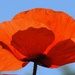 Red Poppy for Veterans Day by janeandcharlie
