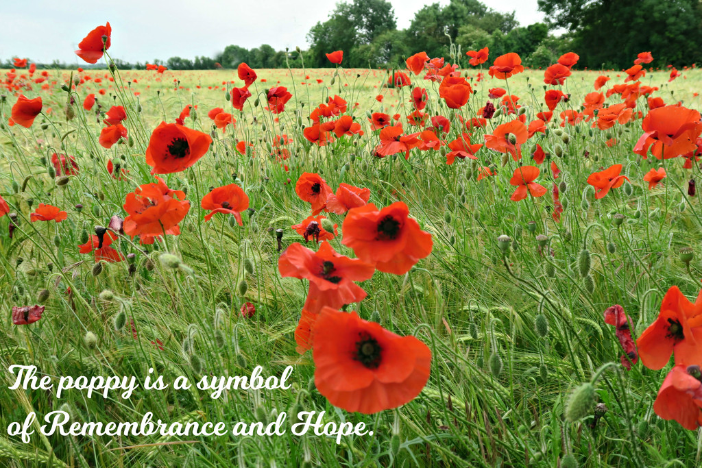 Remembrance and Hope. by wendyfrost