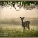 Deer In The Mist by carolmw
