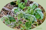 11th Nov 2019 - Frosted Leaves