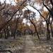 Fall In The Bosque. by bigdad