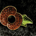 Wear your poppy with pride by pamknowler