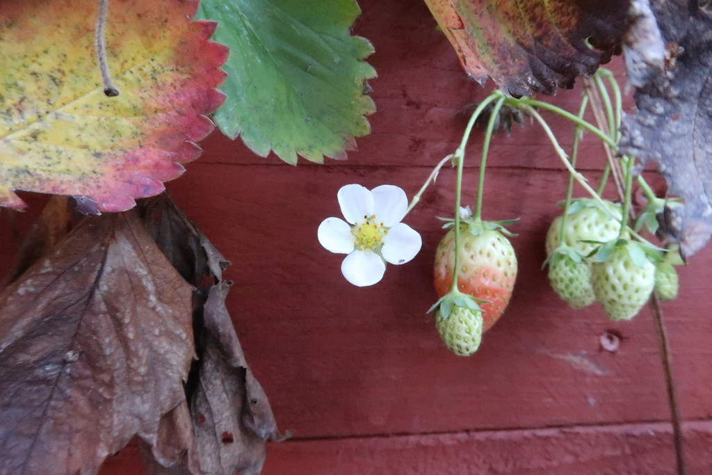 November Strawberries by davemockford