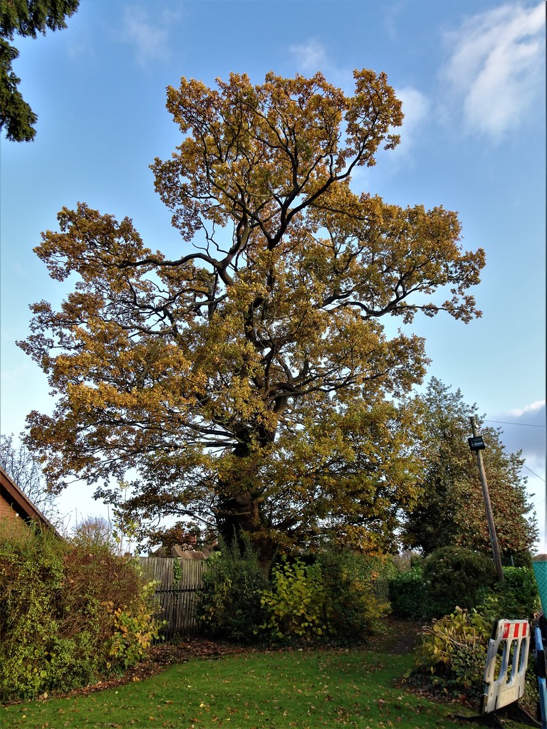 Ye Olde Oak Tree  by beryl