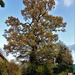 Ye Olde Oak Tree  by beryl