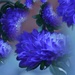 Blue flowers............ by ziggy77