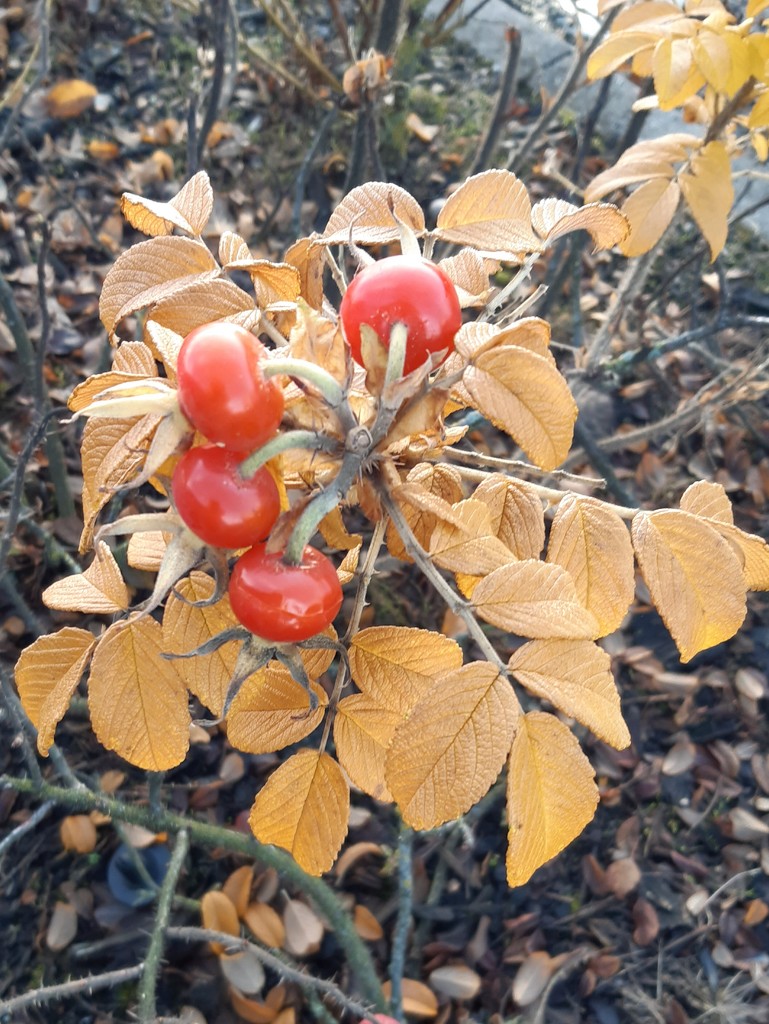 Rose hips and fading leaves  by sarah19