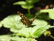 23rd Aug 2019 - Speckled Wood