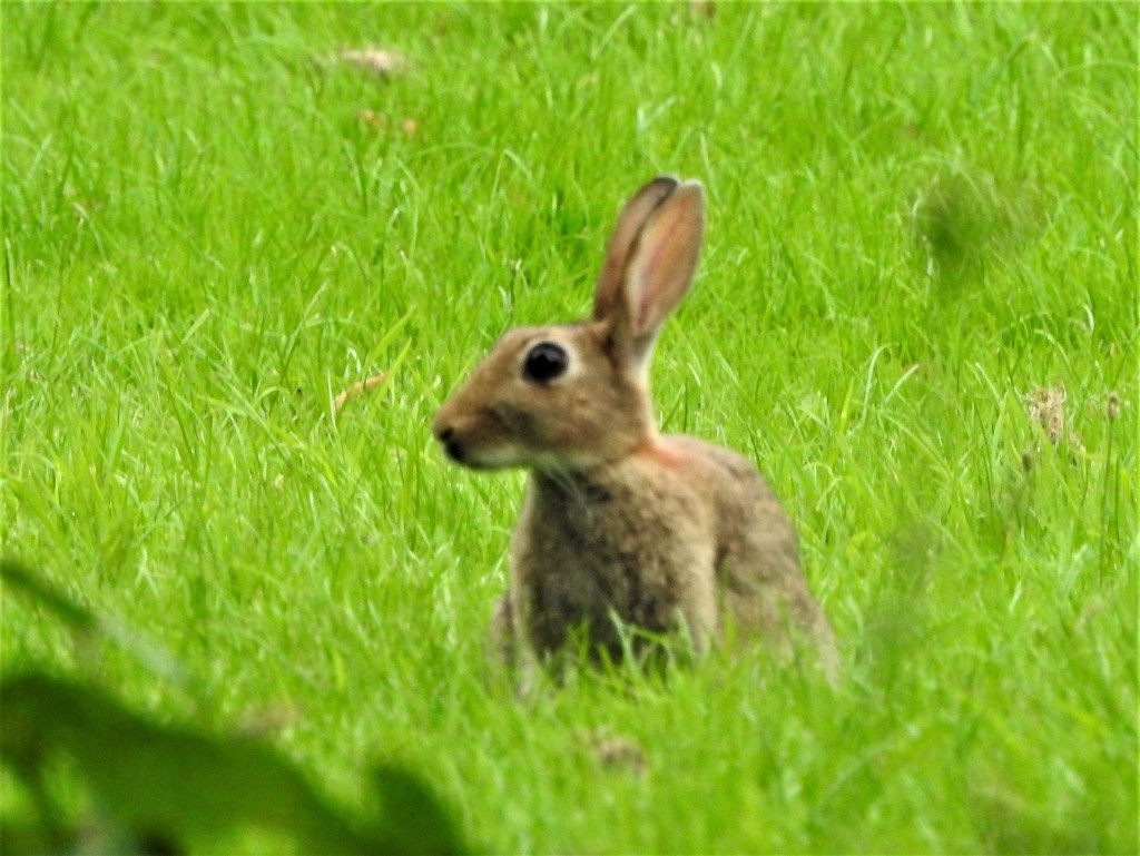 Rabbit by oldjosh