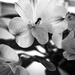 Mono flowers by frequentframes