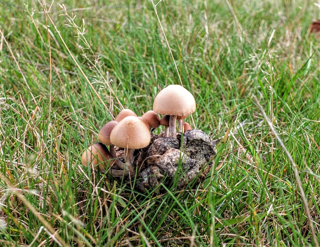 Strange place to see toadstools growing! by bigmxx