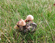 11th Nov 2019 - Strange place to see toadstools growing!