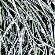 30th Oct 2019 - Frost