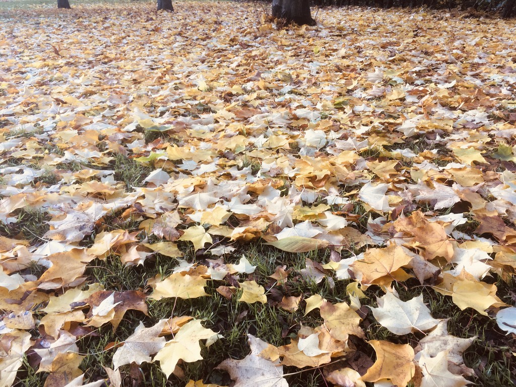 More leaves!  by hannahbeth
