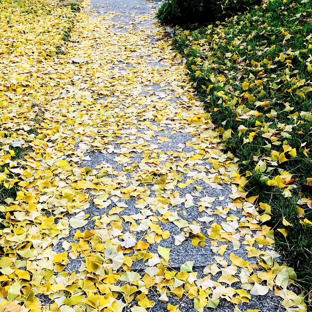 All The Gingko Leaves by yogiw