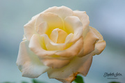 11th Nov 2019 - White rose