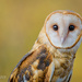 Hoot Are You ? by lesip