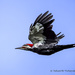 Pileated fly-by by photographycrazy