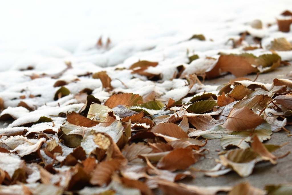 leaves and snow by sandlily